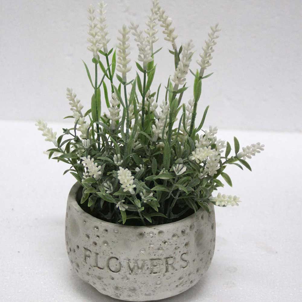 MC2460 Lavender