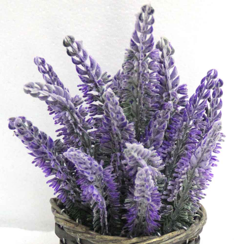 MC2784 Lavender