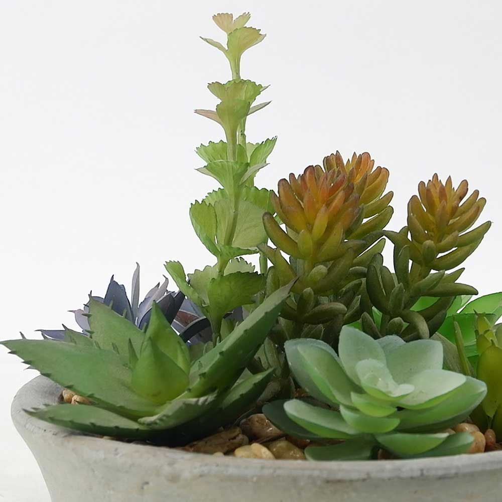 MC19-7322S Mixed succulent