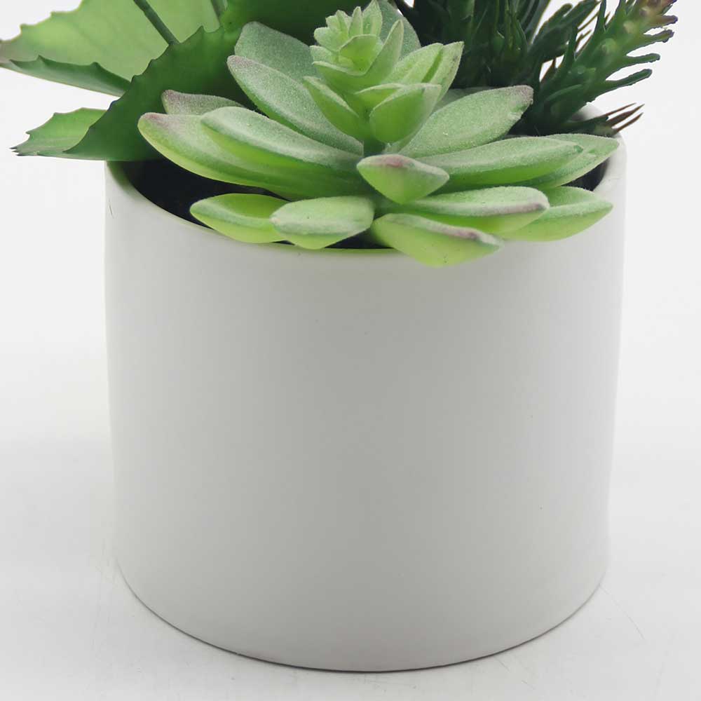 MC0048 Mixed succulent