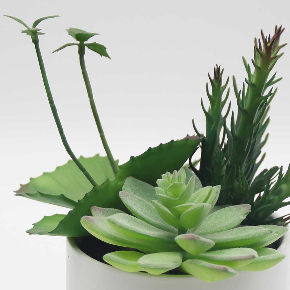 MC0048 Mixed succulent