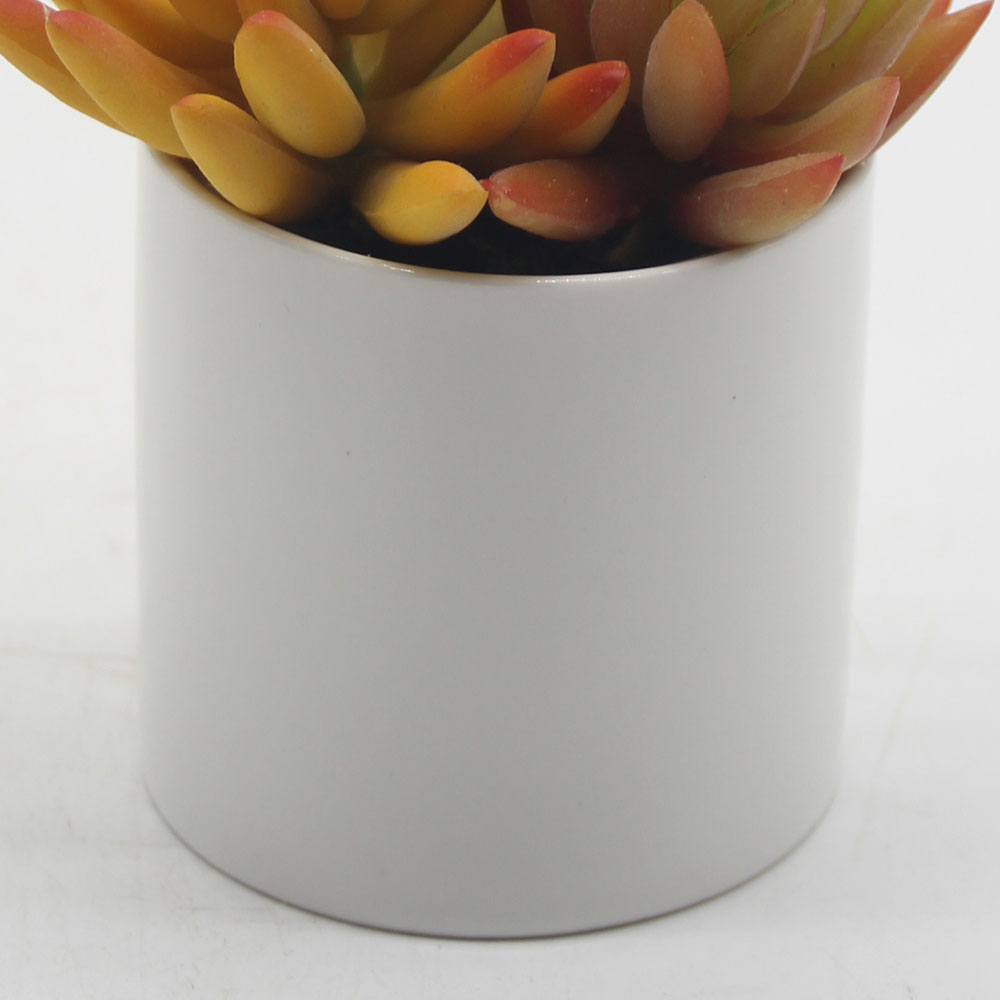 MC0054 Mixed succulent