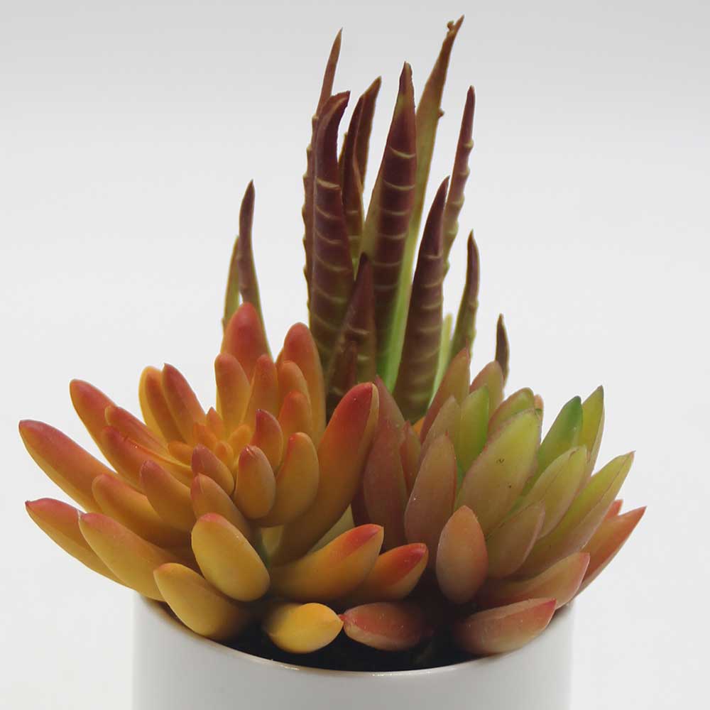 MC0054 Mixed succulent