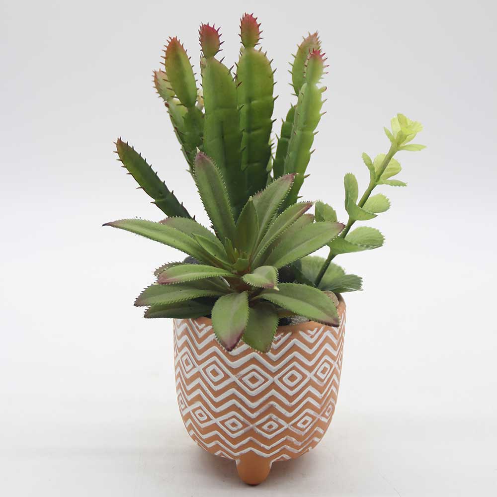 MC0059 Mixed succulent