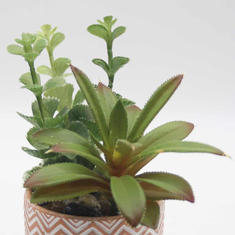 MC0060 Mixed succulent