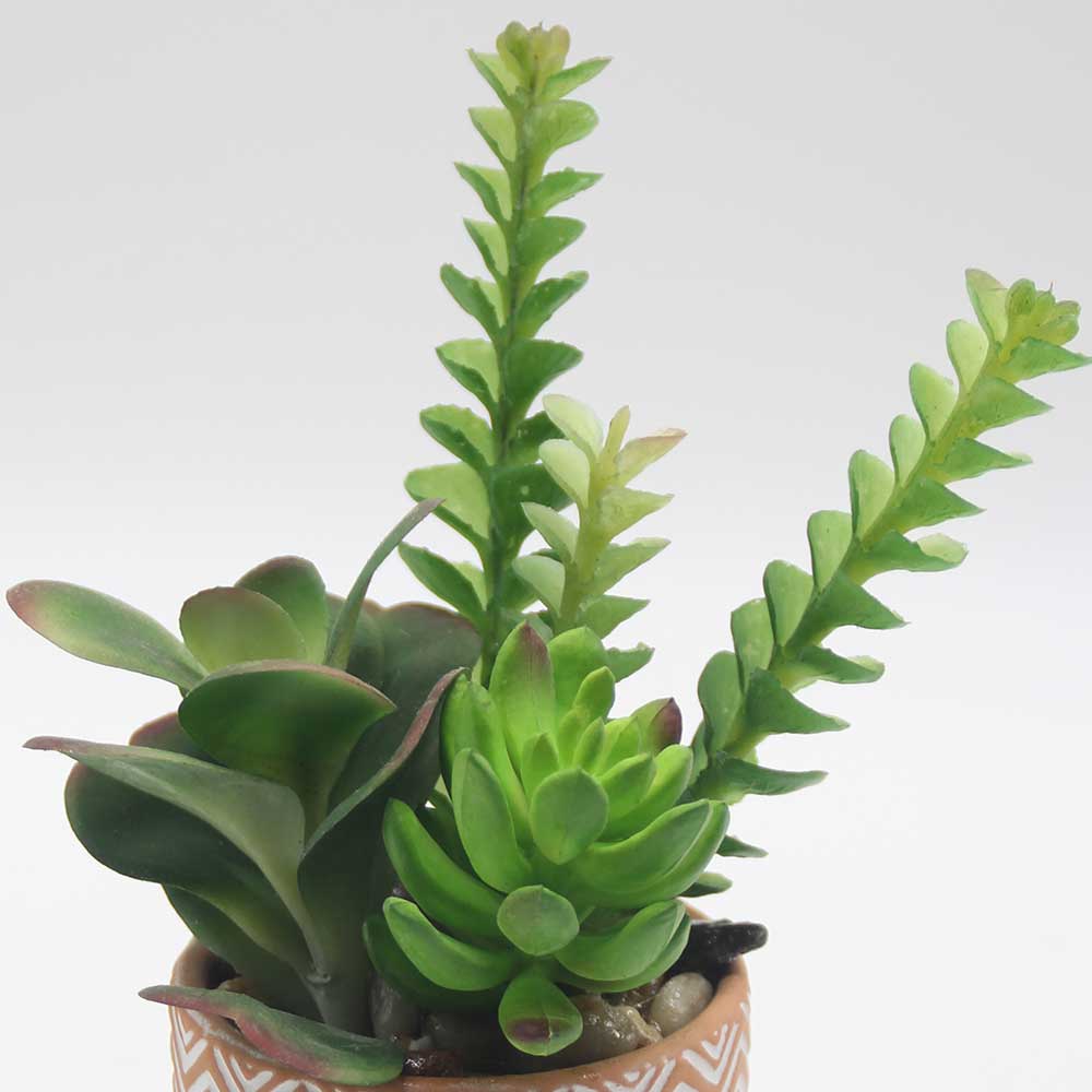 MC0061 Mixed succulent