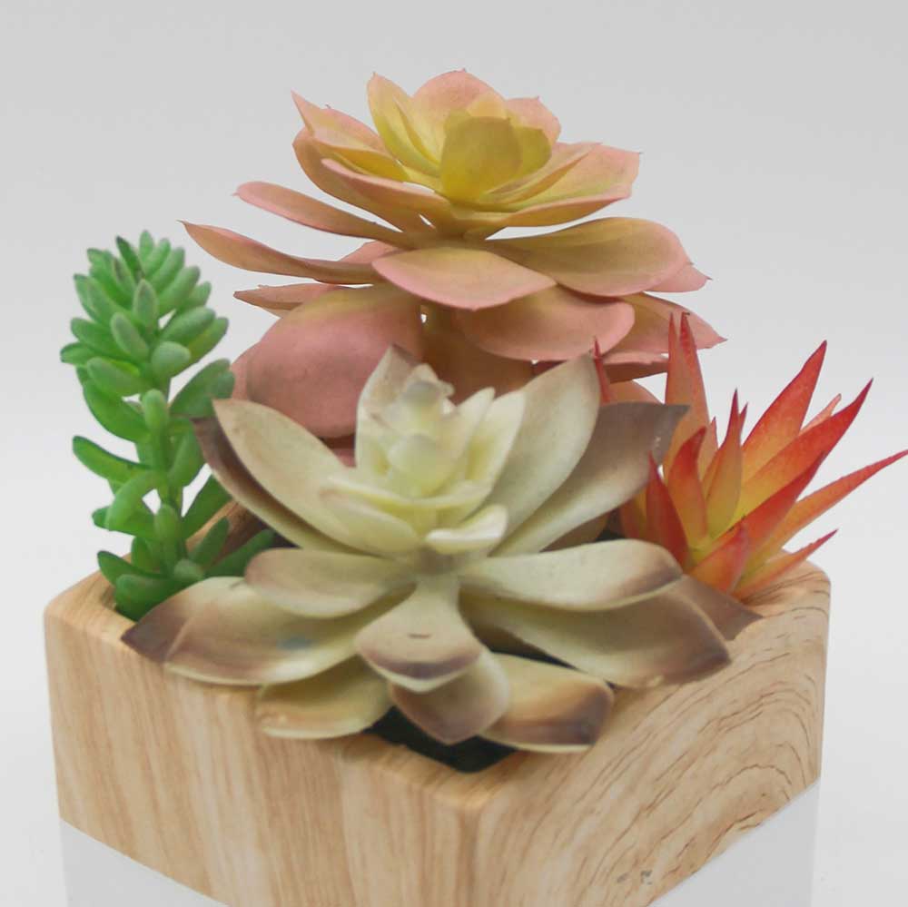 MC0107 Mixed succulent
