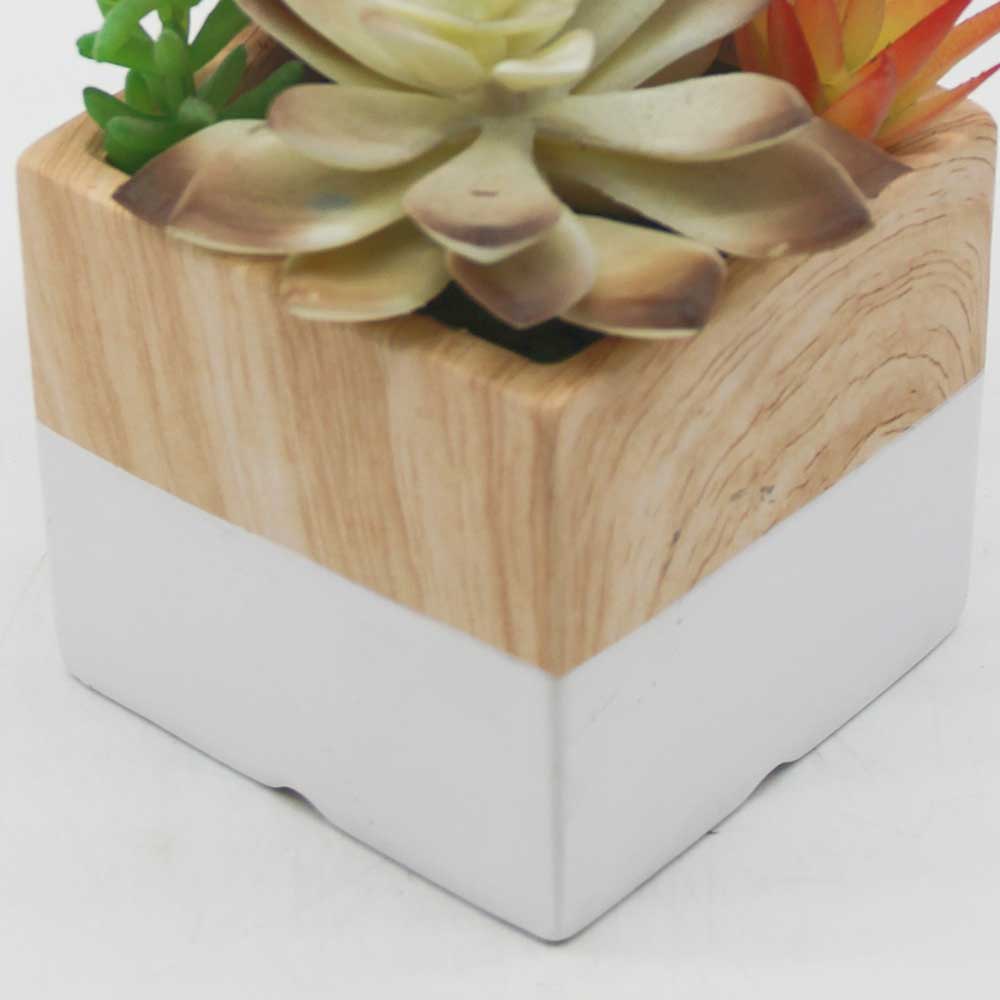 MC0107 Mixed succulent