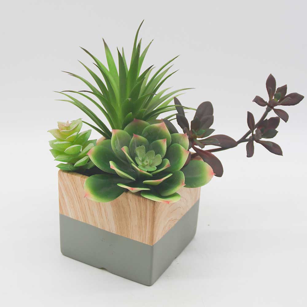 MC0110 Mixed succulent