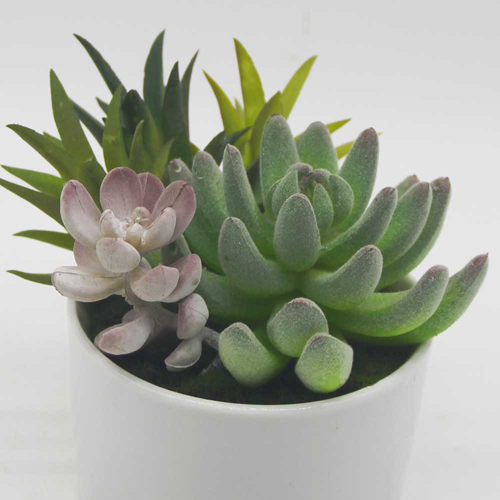 MC0117 Mixed succulent