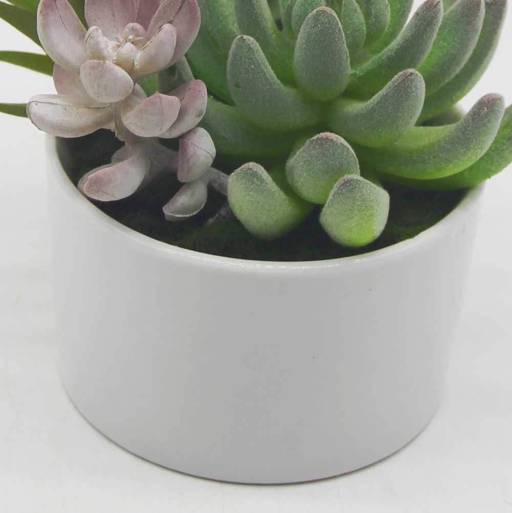 MC0117 Mixed succulent