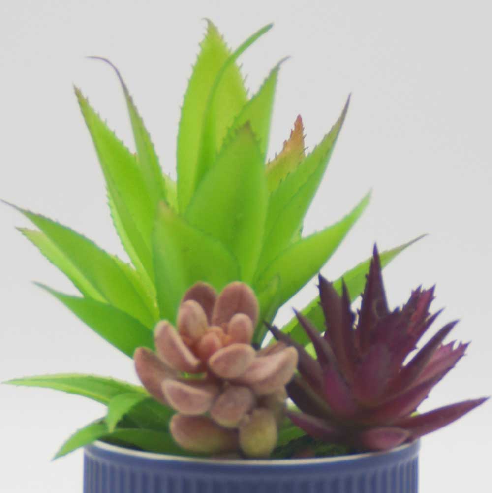 MC0118 Mixed succulent