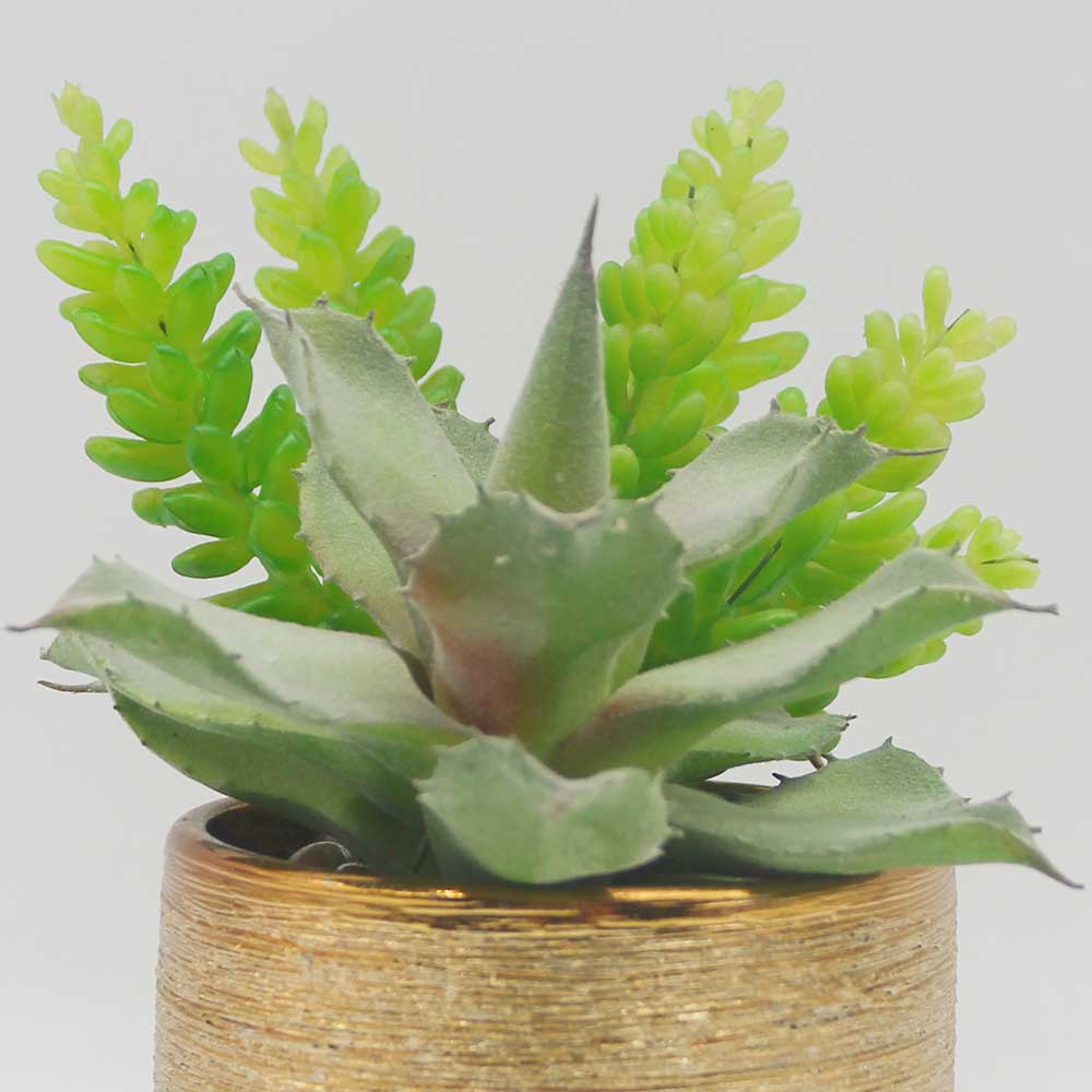 MC0121 Mixed succulent