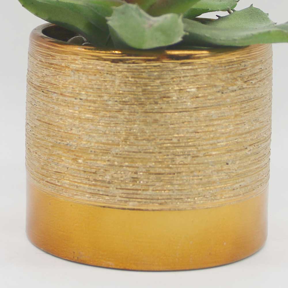 MC0121 Mixed succulent