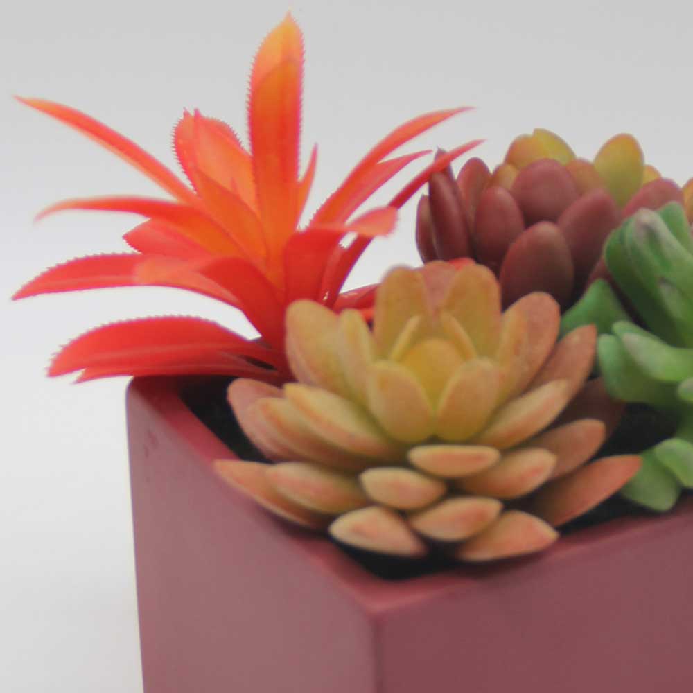 MC0123 Mixed succulent 