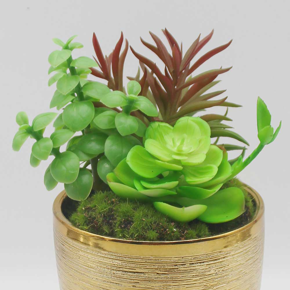 MC0124 Mixed succulent