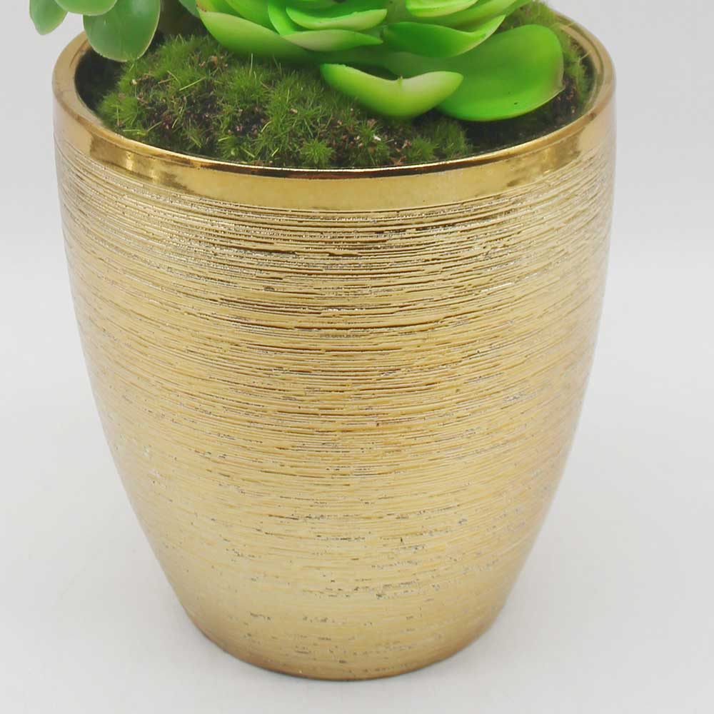 MC0124 Mixed succulent