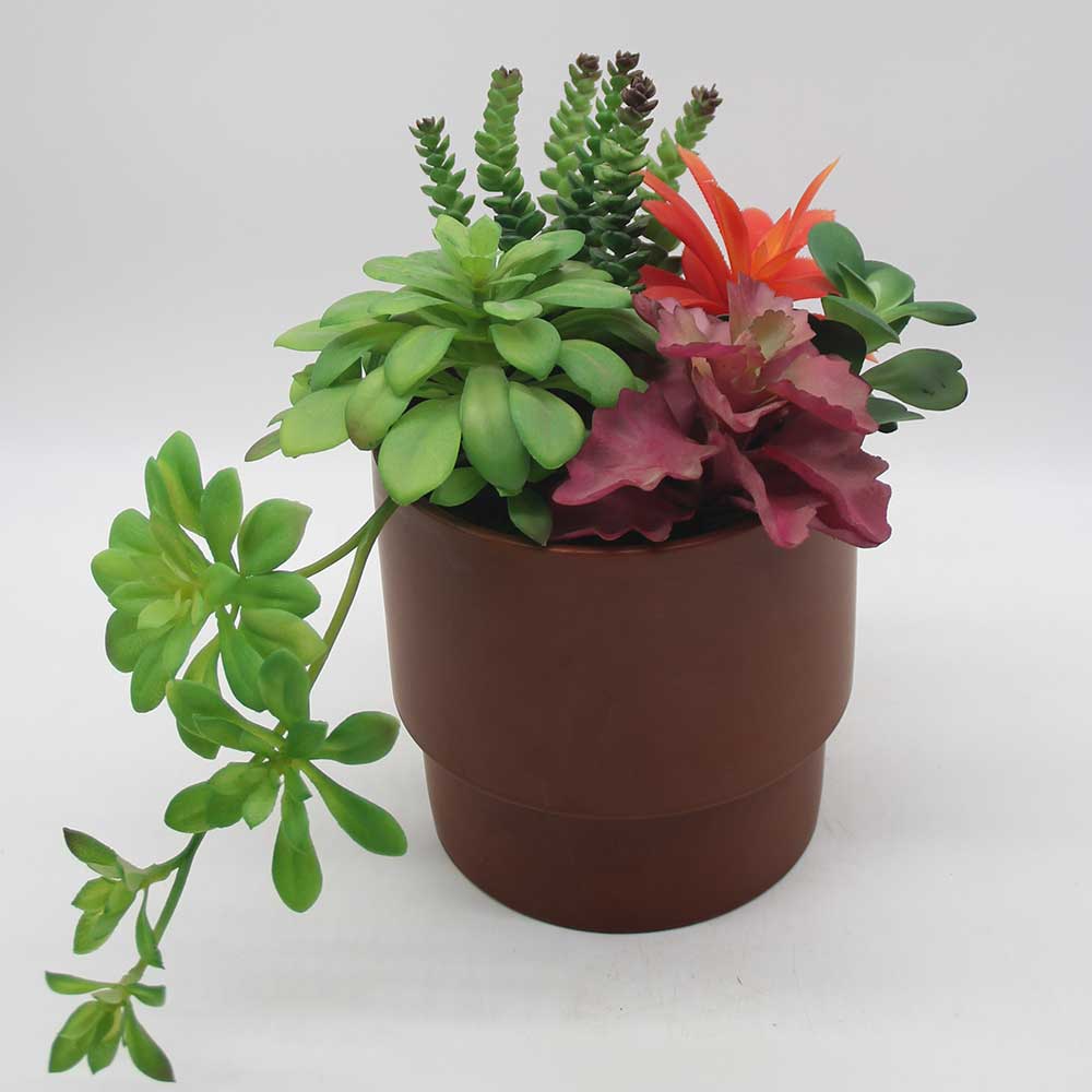 MC0126 Mixed succulent