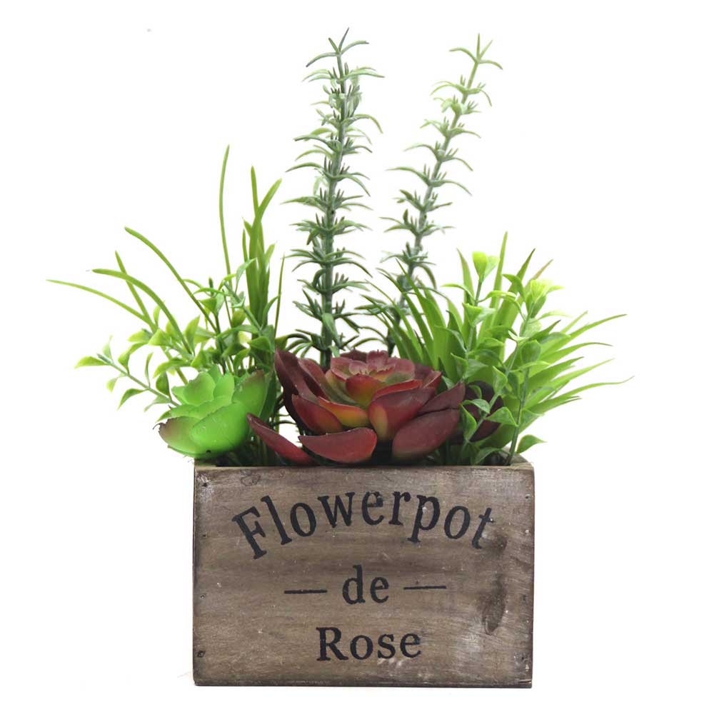 MC0127 Mixed succulent
