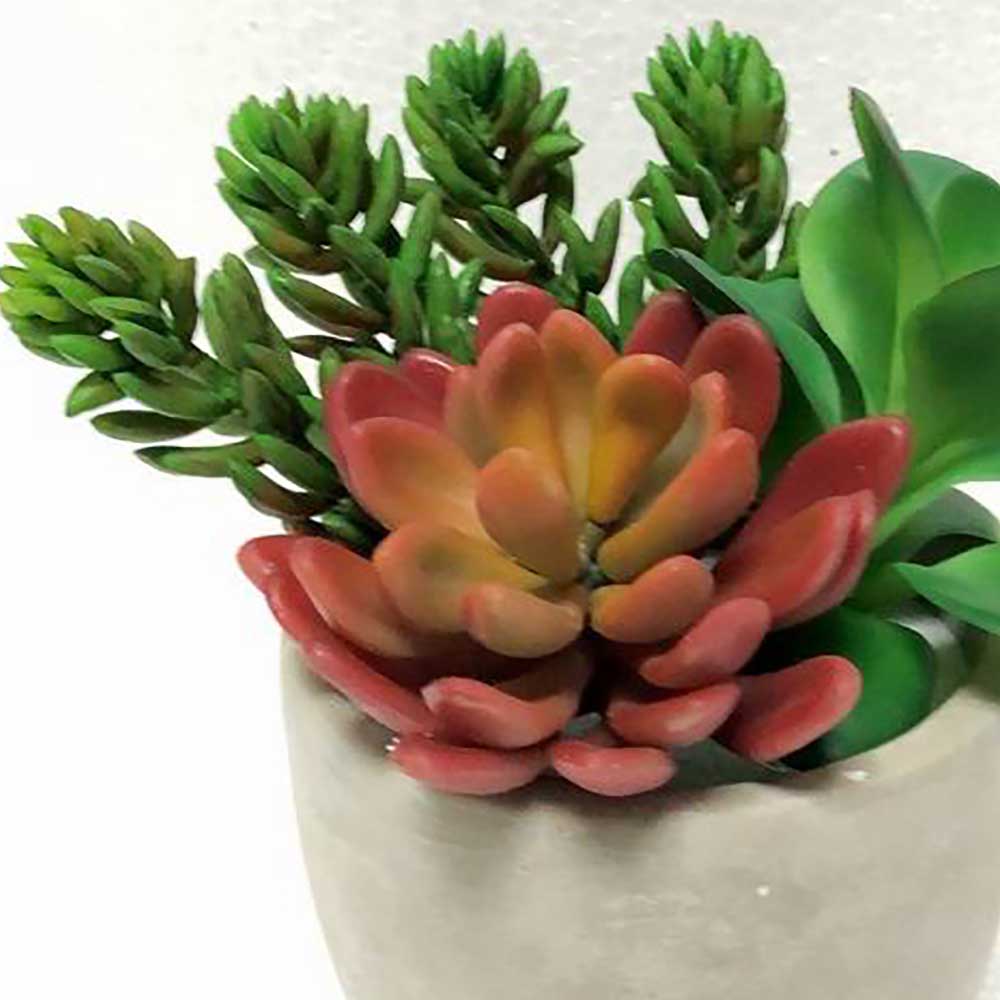 MC2312 Mixed succulent