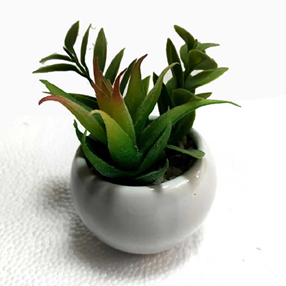 MC2307 Mixed succulent 