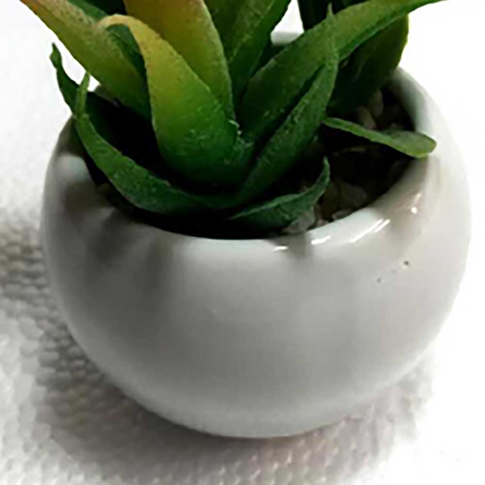MC2307 Mixed succulent 