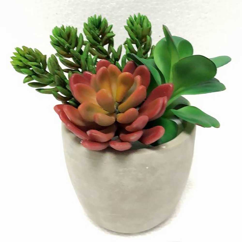MC2312 Mixed succulent