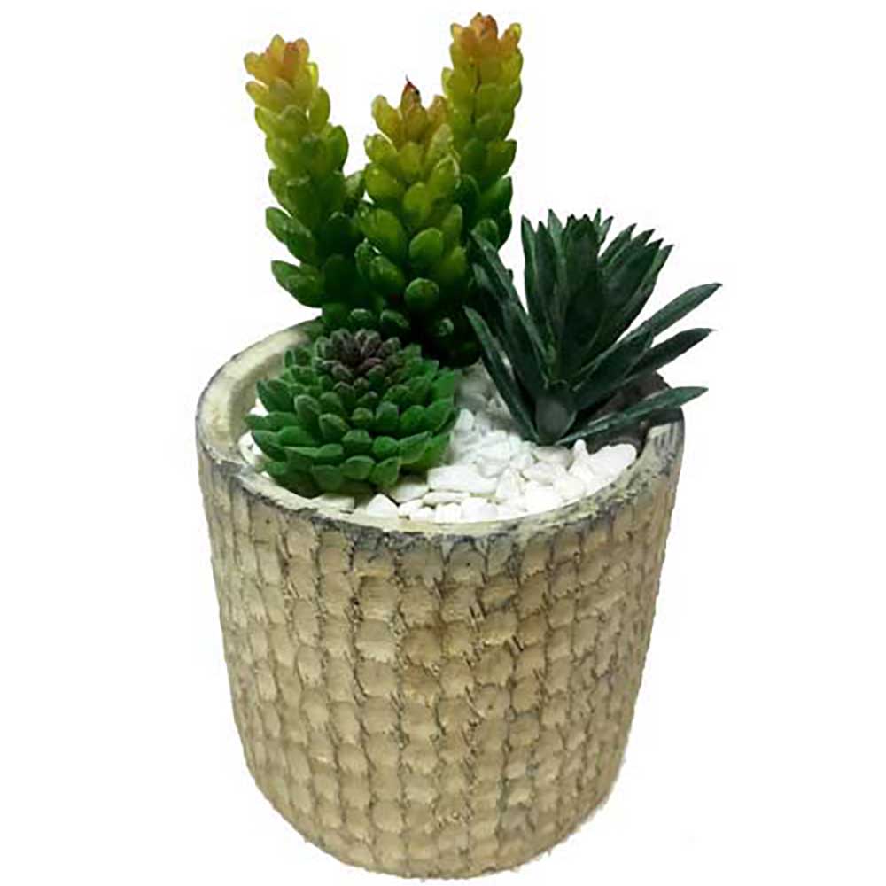 MC2454 Mixed succulent