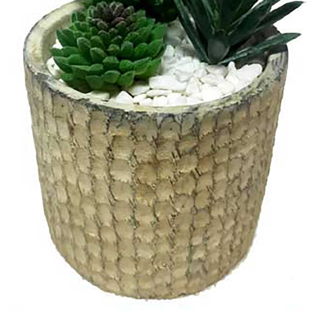 MC2454 Mixed succulent