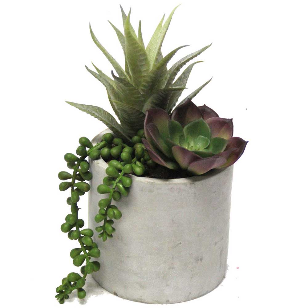 MC2502 Mixed succulent 