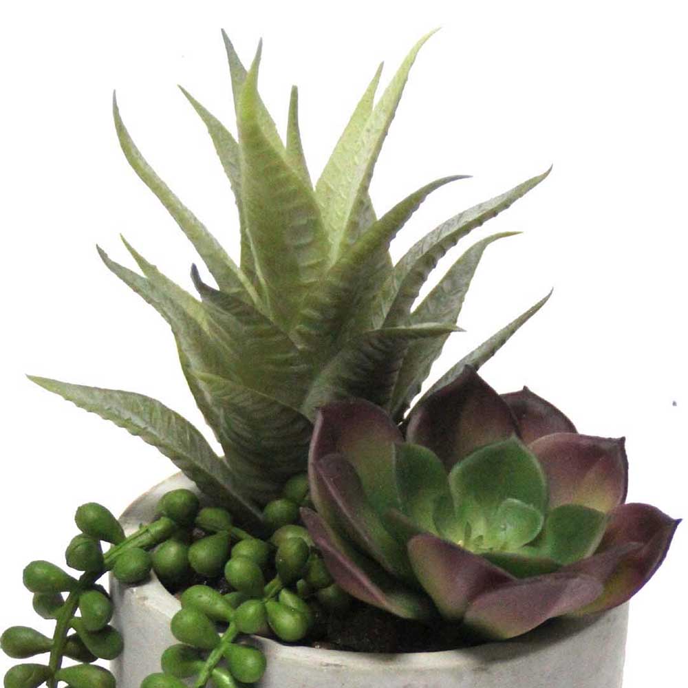 MC2502 Mixed succulent 