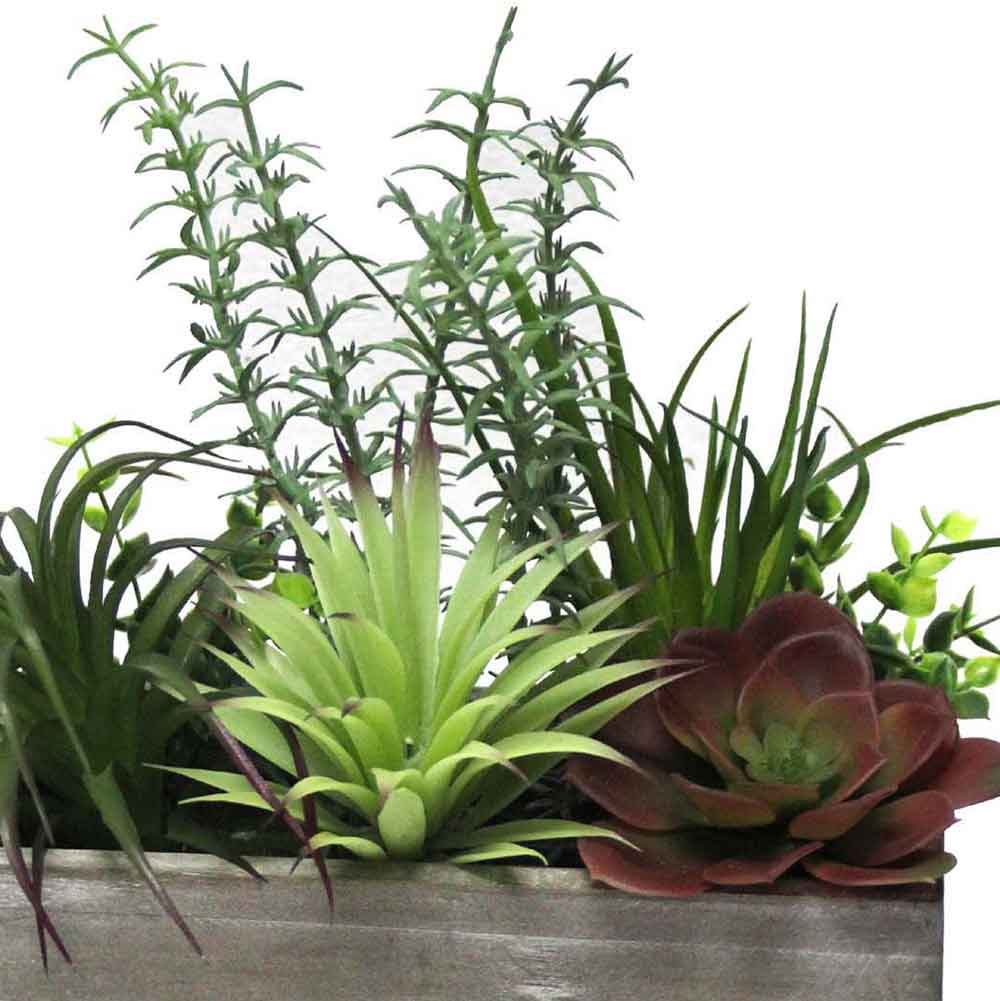 MC2504 Mixed Succlent 