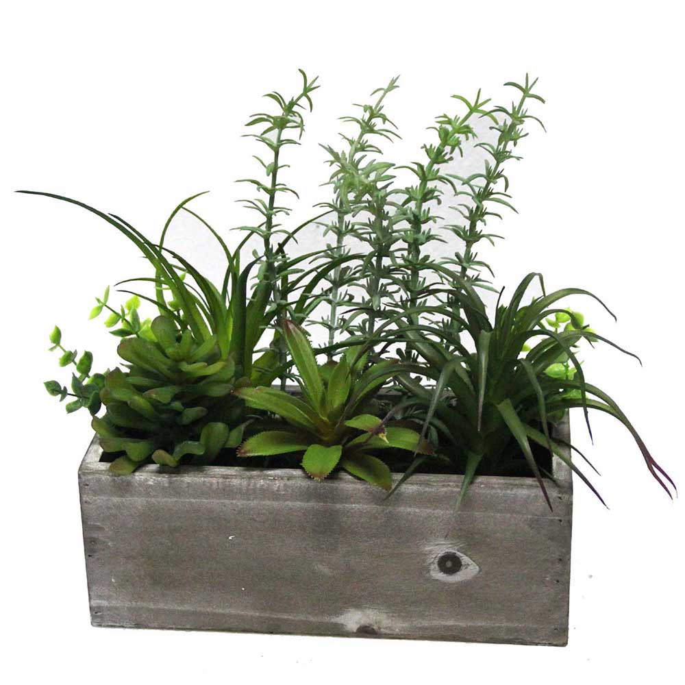 MC2506 Mixed Succlent