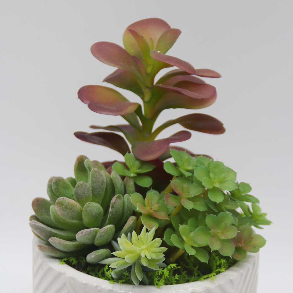 MC3452 Mixed succulent