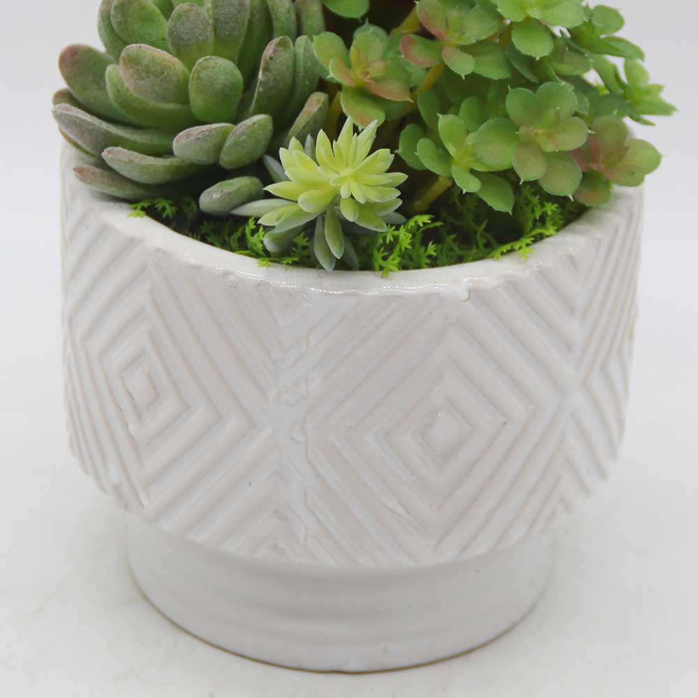 MC3452 Mixed succulent