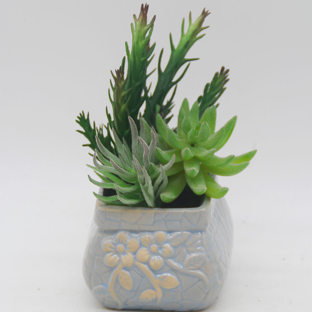 MC0371 Mixed succulent new