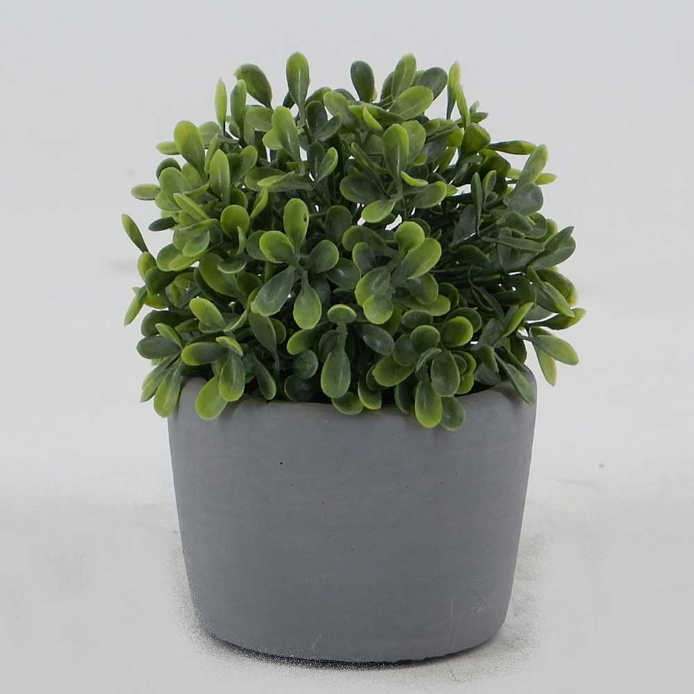 MC19-8246S Topiary Boxwood