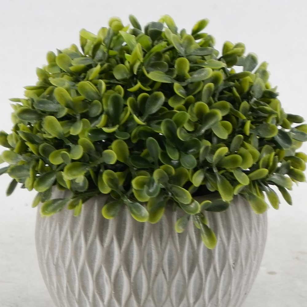 MC20-9209S Topiary Boxwood