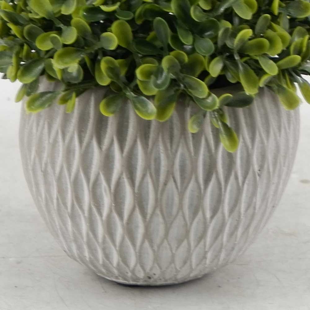 MC20-9209S Topiary Boxwood