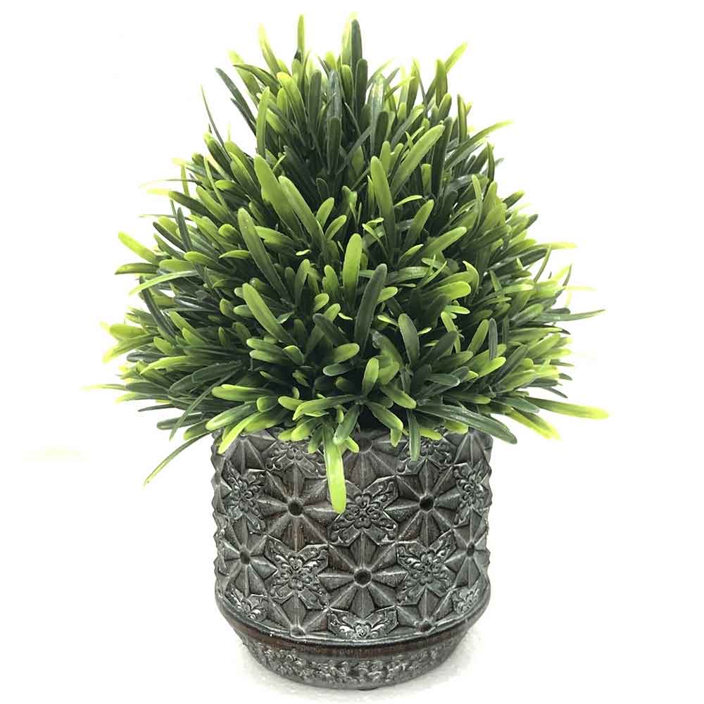 MC2295 Topiary Podocarpus