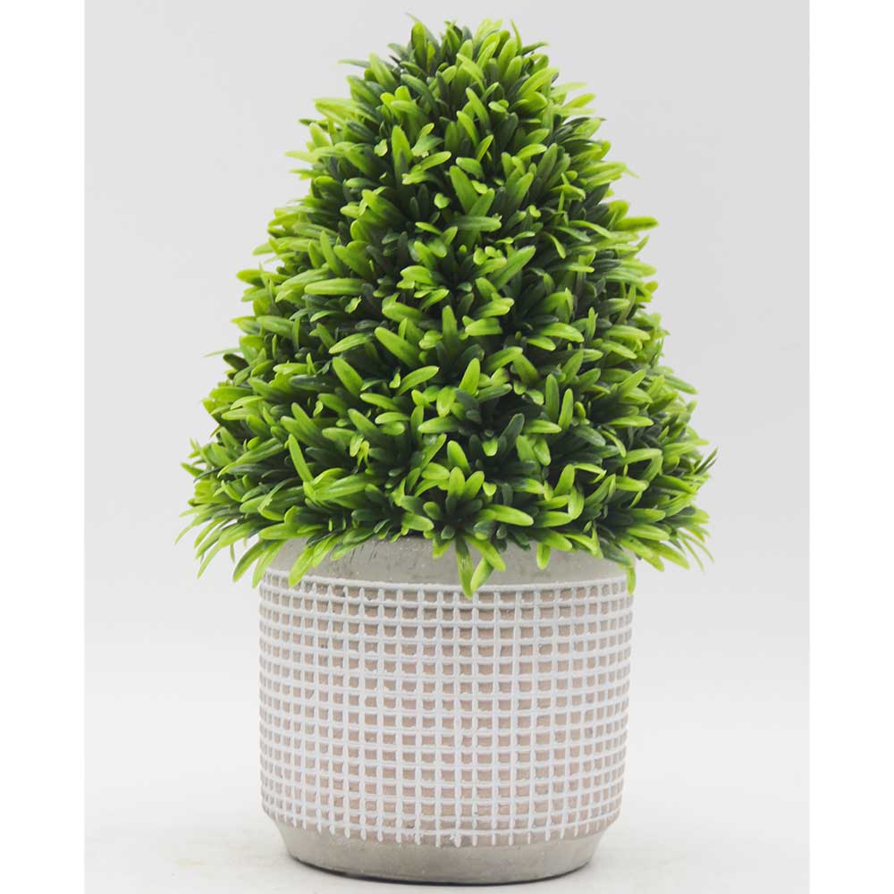MC3419 Topiary Podocarpus