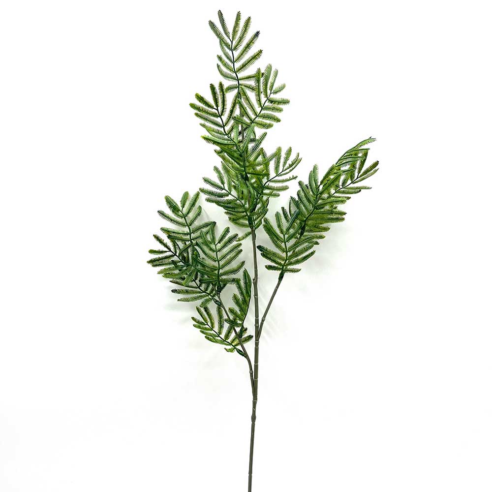 MC22-04140 Acacia Dealbata 