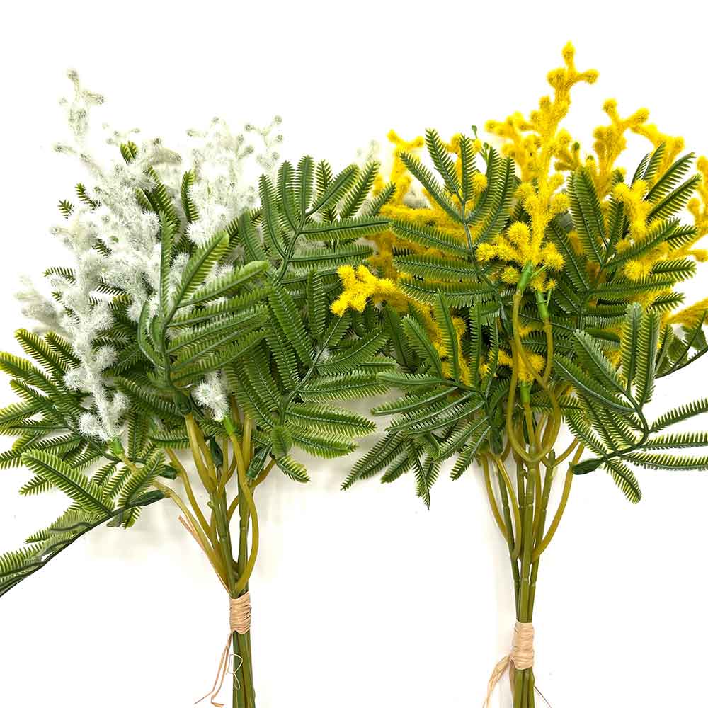 MC22-04070 Acacias