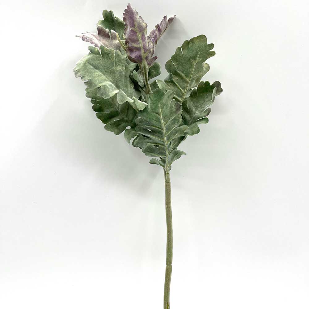 MC22-04053 Short Dusty Miller