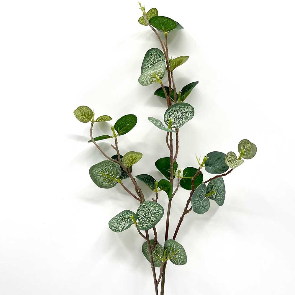 MC22-04062 Eucalyptus