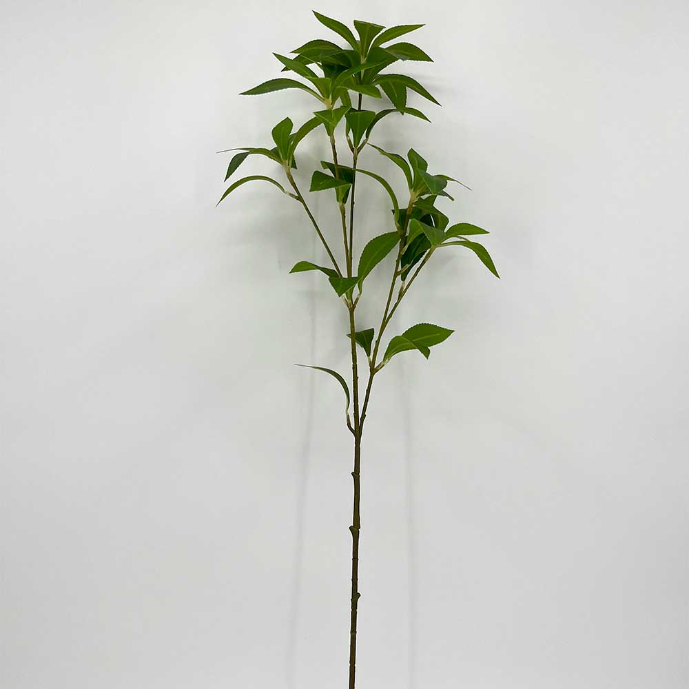 MC22-04231 Ulmus pumila Stem