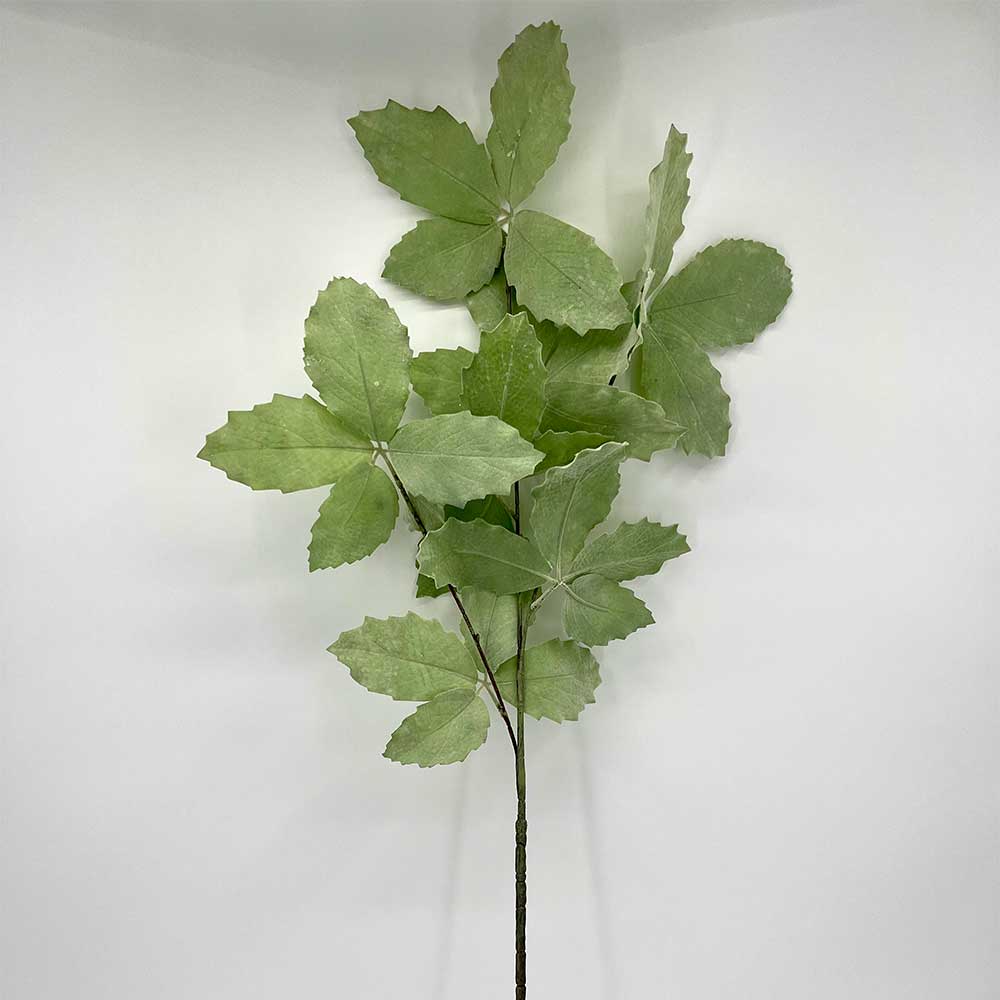 MC22-04233 Populus Stem