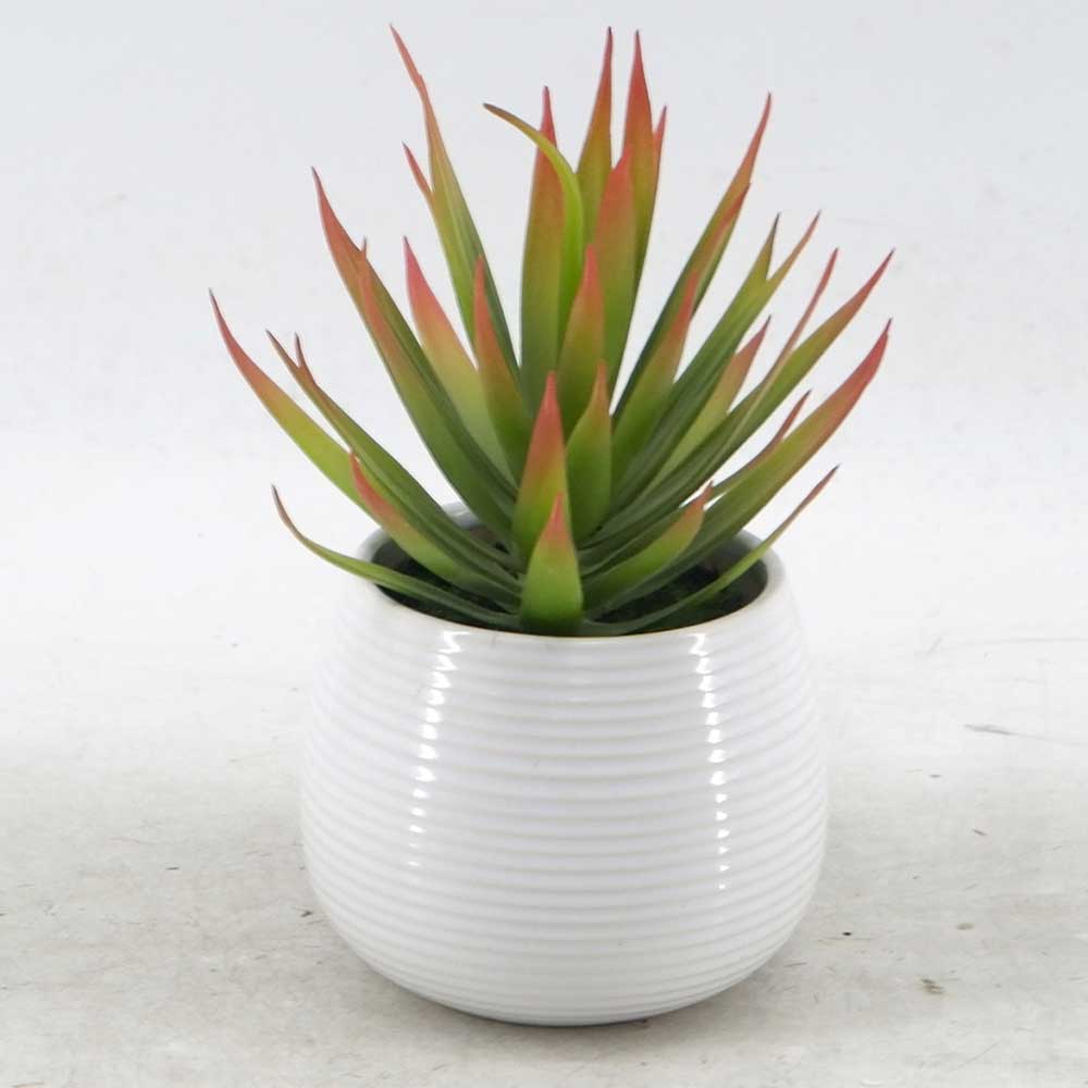 MC21-11049P 7.5＂H Succulent