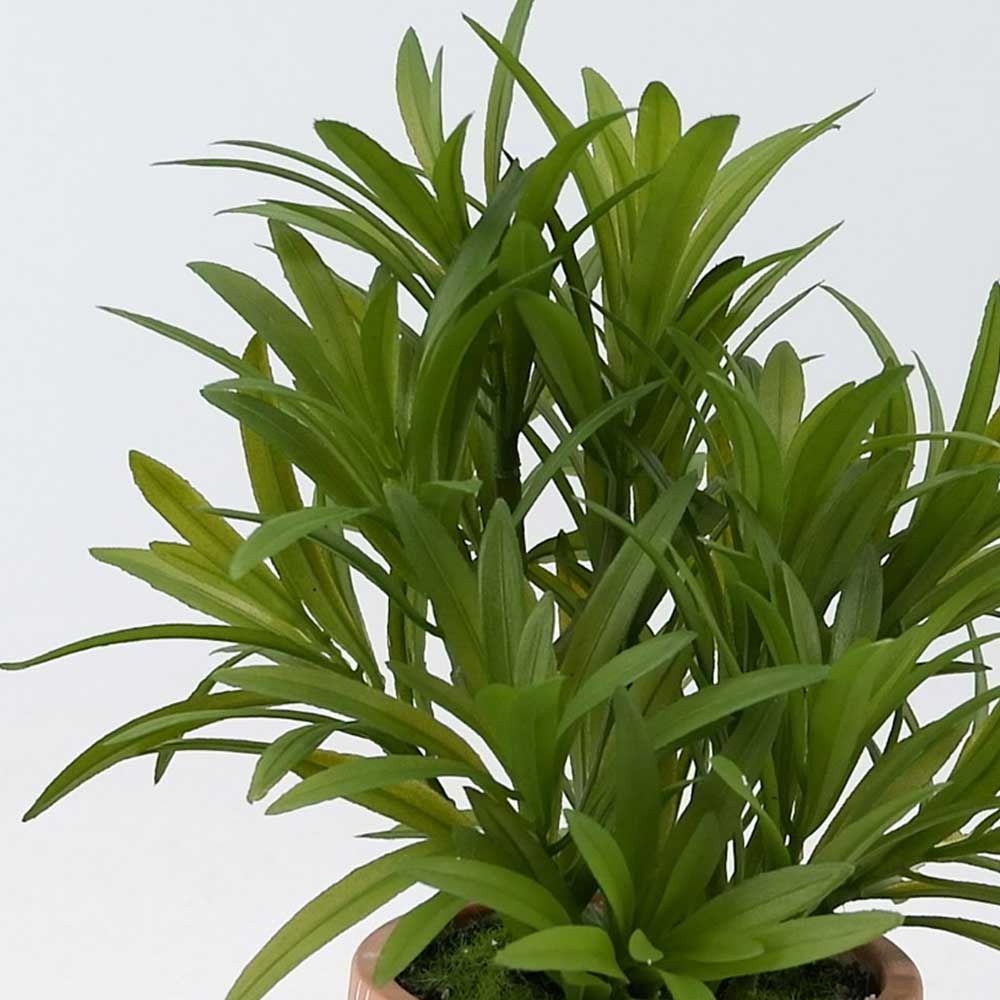 MC20-8839S 10＂H Podocarpus