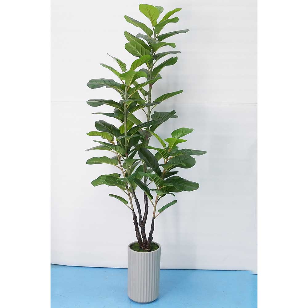 MC20-9611P 63＂H Ficua lyrata